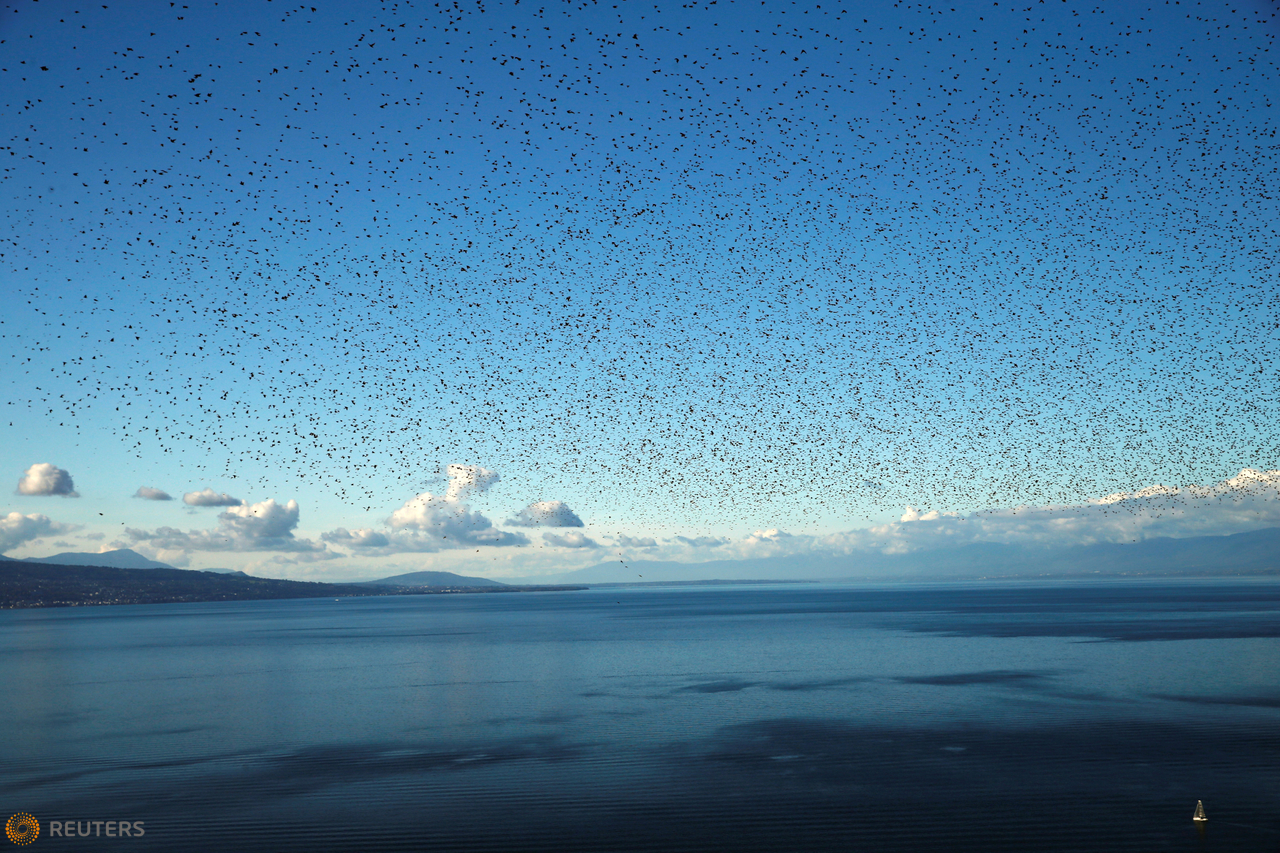 A flock of starlings flies over Lake Leman on an autumn morning in the Lavaux near Grandvaux, Switzerland October 20, 2016. REUTERS/Denis Balibouse    