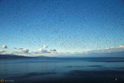 A flock of starlings flies over Lake Leman on an autumn morning in the Lavaux near Grandvaux, Switzerland October 20, 2016. REUTERS/Denis Balibouse A flock of starlings flies over Lake Leman on an autumn morning in the Lavaux near Grandvaux, Switzerland October 20, 2016. REUTERS/Denis Balibouse